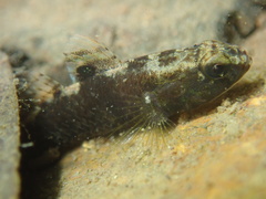 Redigobius