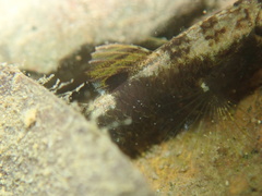 Redigobius