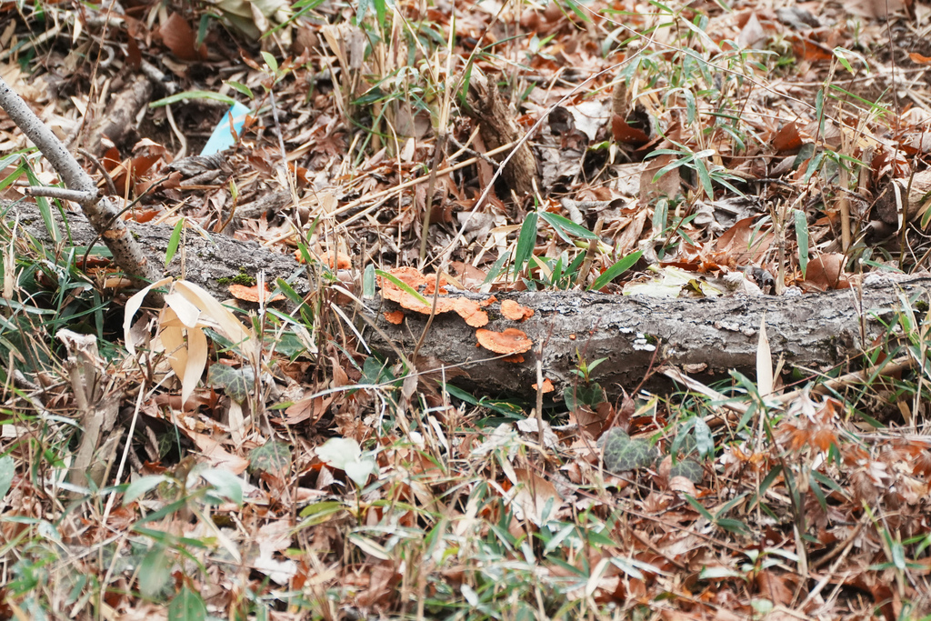 Trametes coccinea · March 2026 · photo: © tbc_watanabe (iNaturalist, cc-by-sa)