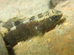 Redigobius