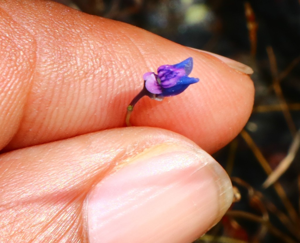 Utricularia malabarica Janarth. & A.N.Henry 2