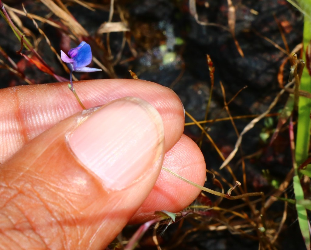 Utricularia malabarica Janarth. & A.N.Henry 3