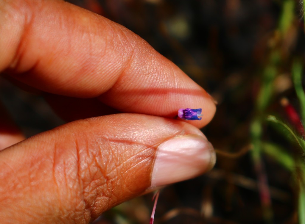 Utricularia malabarica Janarth. & A.N.Henry 4