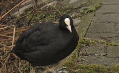 Fulica atra