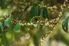 Eurya japonica, photograph (c) WATANABE Hitoshi 渡辺仁, some rights reserved (CC BY)