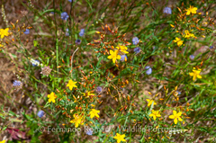 Hypericum linariifolium