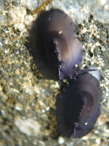 Scutus sinensis