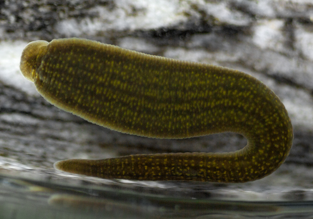 Erpobdelliformes