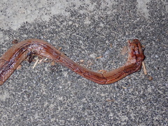 Oreocryptophis porphyraceus vaillanti