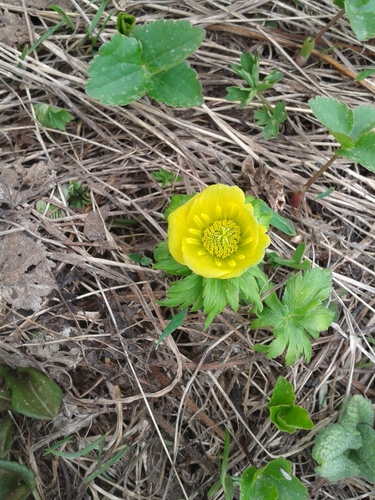 Trollius ranunculinus, photograph 6