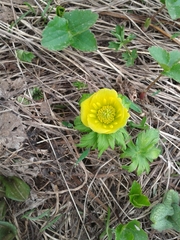 Trollius ranunculinus, photograph (c) нина рафаиловна, some rights reserved (CC BY)