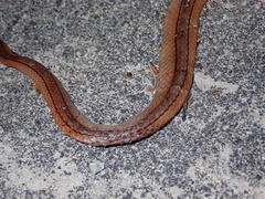 Oreocryptophis porphyraceus vaillanti