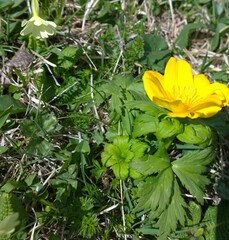 Trollius ranunculinus, photograph (c) нина рафаиловна, some rights reserved (CC BY)