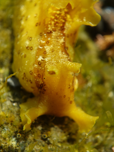 Aplysia oculifera