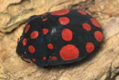 Pachycoris klugii