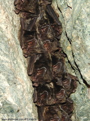 Western Barbastelle photo 4