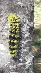 Leucanella viridescens