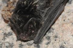 Western Barbastelle photo 5