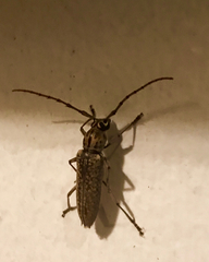 Elaphidion conspersum