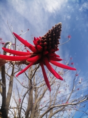 Erythrina americana