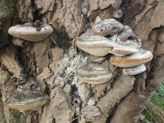 Phellinus populicola