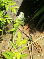 Iguana iguana
