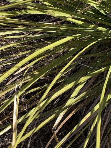 Foothill Beargrass (Nolina erumpens)