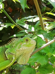 Iguana iguana