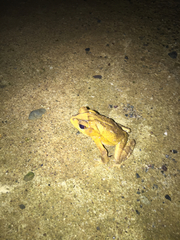 Incilius leucomyos