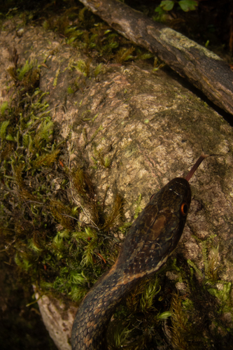 Tai-yong Keelback