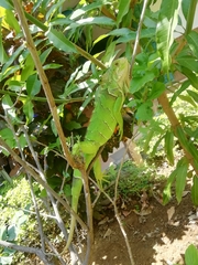Iguana iguana