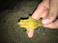 Incilius leucomyos