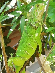 Iguana iguana