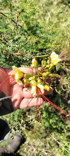 Erythrostemon gilliesii (Erythrostemon gilliesii)
