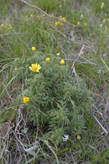 Adonis volgensis