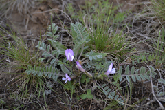 Astragalus testiculatus