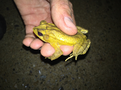 Incilius leucomyos