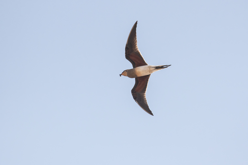 Collared Pratincole