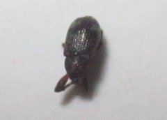 Anthonomus pedicularius