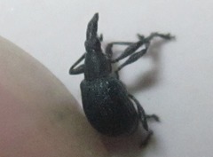Oxystoma cerdo