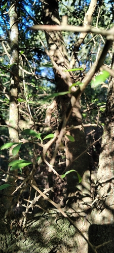 Sideroxylon obtusifolium, photograph 5
