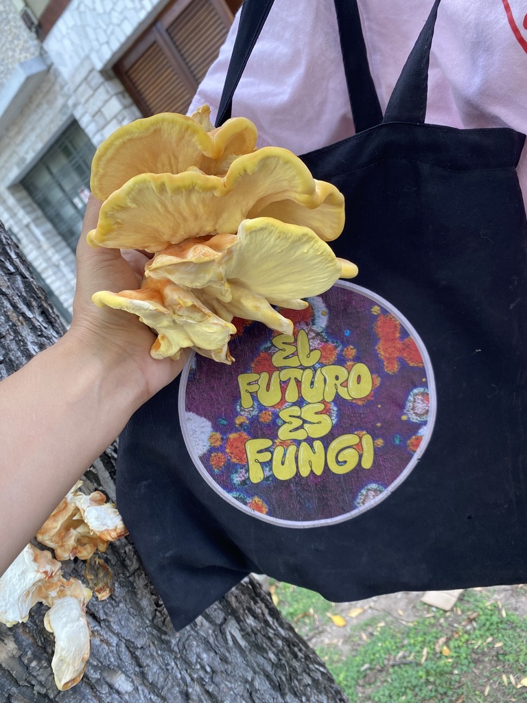 Laetiporus gilbertsonii · March 2026 · photo: © tutitah (iNaturalist, cc0)