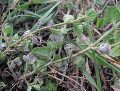 Protoventuria veronicae