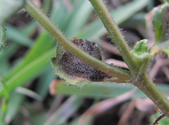 Protoventuria veronicae