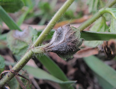 Protoventuria veronicae