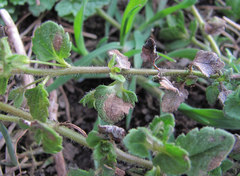 Protoventuria veronicae