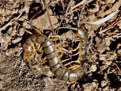 Akymnopellis
