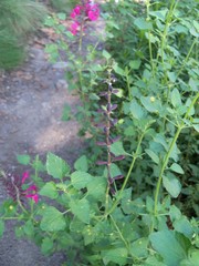 Salvia lemmonii