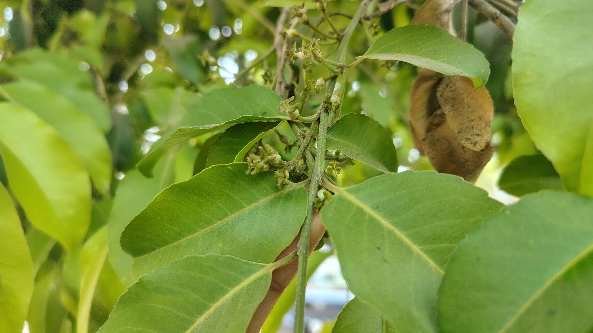 Putranjiva formosana