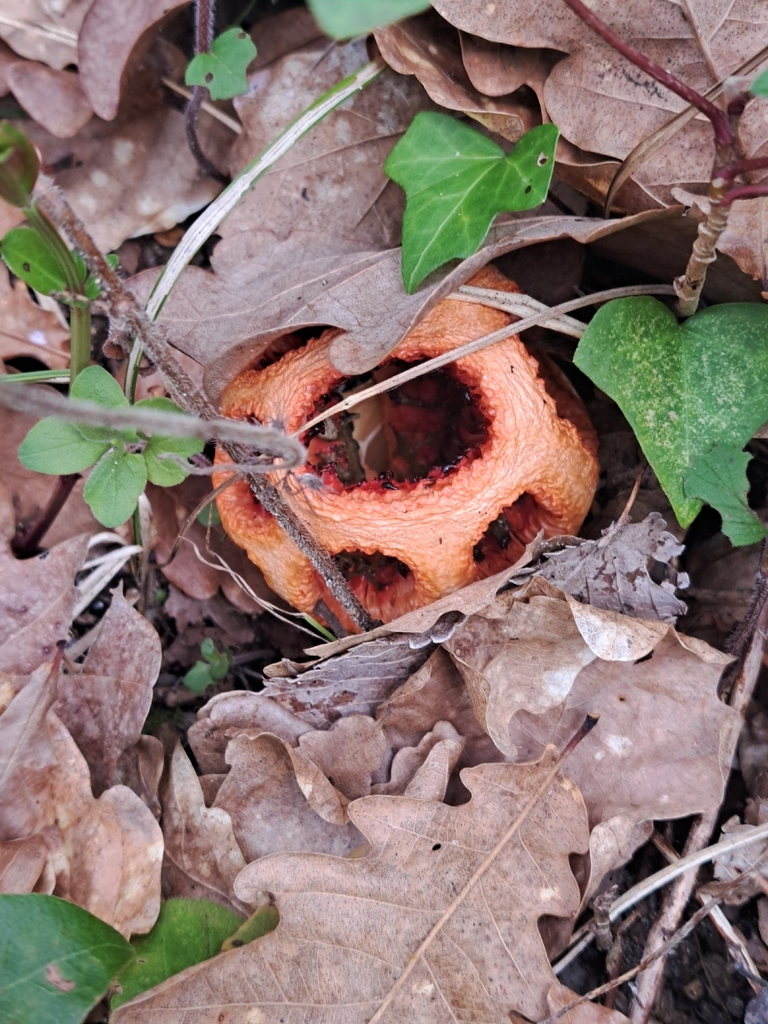 Clathrus ruber · March 2026 · photo: © lancillotto (iNaturalist, cc-by)